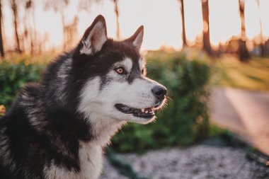 Sibirya Husky köpek açık