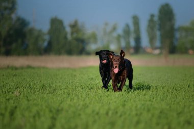 Labrador Retriever köpek sahada çalışan