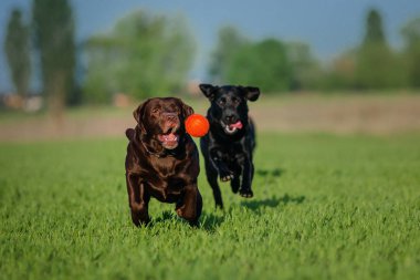 Labrador Retriever köpek sahada çalışan