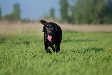 Labrador Retriever köpek sahada çalışan