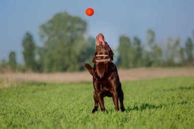 Labrador Retriever köpek sahada çalışan