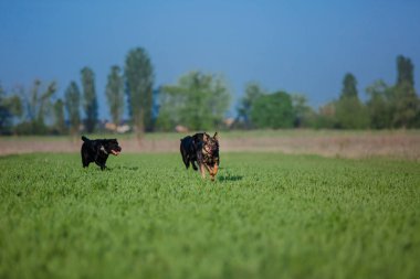Labrador Retriever köpek sahada çalışan