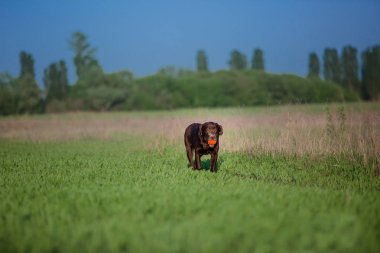 Labrador Retriever köpek sahada çalışan