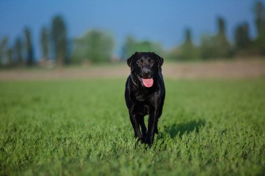 Labrador Retriever köpek sahada çalışan