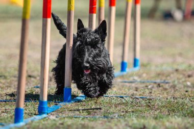 sevimli köpek eğitim açık havada gündüz
