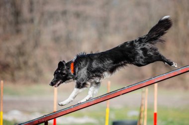 Kenar kömür ocağı köpek eğitim açık havada 
