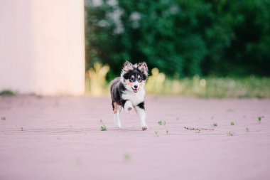 Çok güzel shetland koyun (sığınak köpek) açık duran