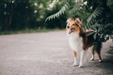 Çok güzel shetland koyun (sığınak köpek) açık duran