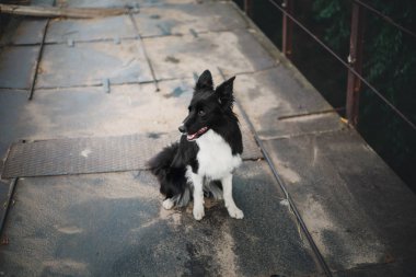 Kenar kömür ocağı köpek açık