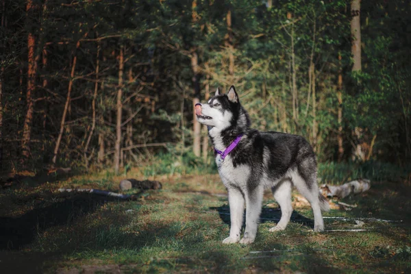 Siberiano Husky Perro Aire Libre —  Fotos de Stock