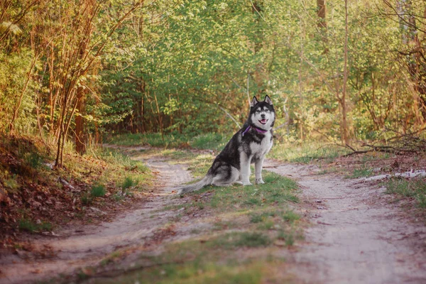 Sibirya Husky Köpek Açık — Stok fotoğraf
