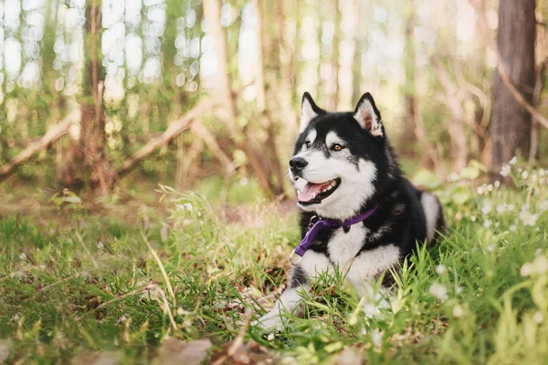 Sibirischer Husky Hund Freien — Stockfoto