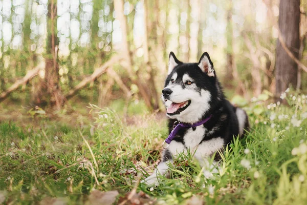 Szibériai Husky Kutya Szabadtéri — Stock Fotó