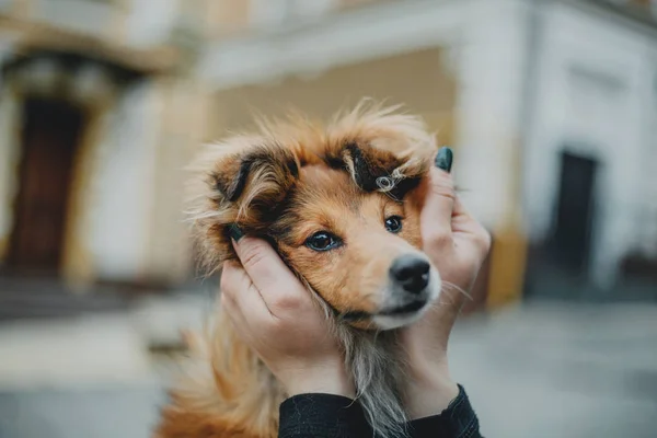 Entzückender Shetland Schäferhund Sheltie Hund Der Freien Steht — Stockfoto