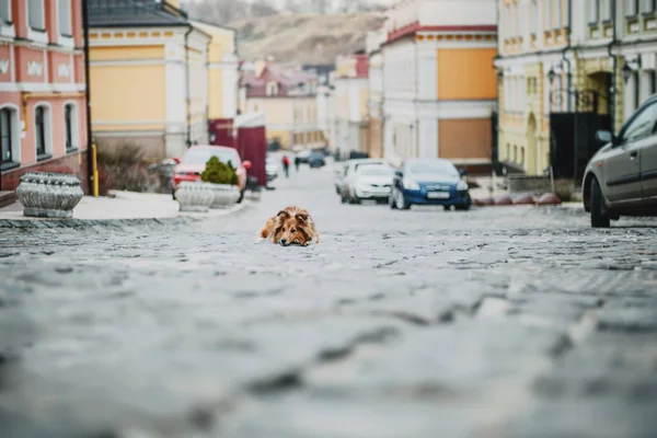 Очаровательная Овчарка Собака Приют Стоит Открытом Воздухе — стоковое фото