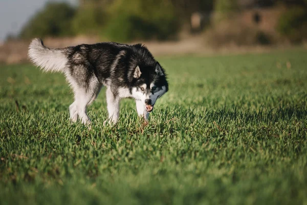 Siberian Husky Cão Livre — Fotografia de Stock