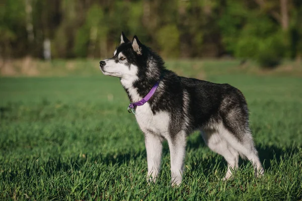 Siberian Husky Dog Outdoor — Stock Photo, Image