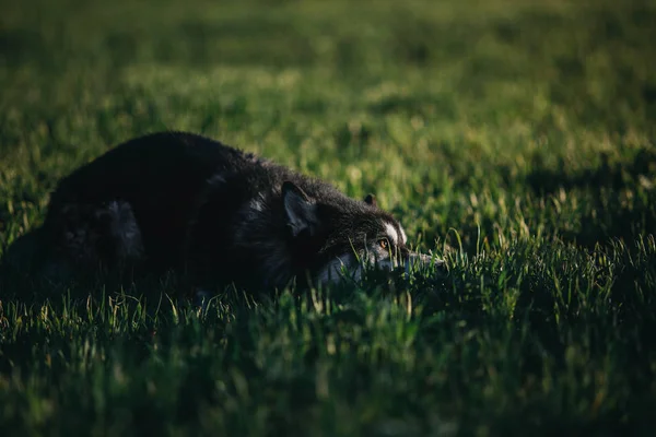 Chien Husky Sibérien Plein Air — Photo