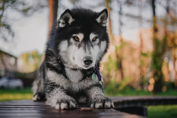 Szibériai Husky Kutya Szabadtéri — Stock Fotó