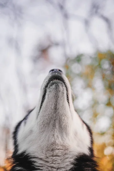 Siberian Husky Pies Odkryty — Zdjęcie stockowe