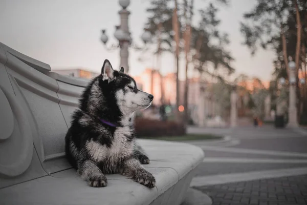 Сибірський Хаскі Собака Відкритому Повітрі — стокове фото