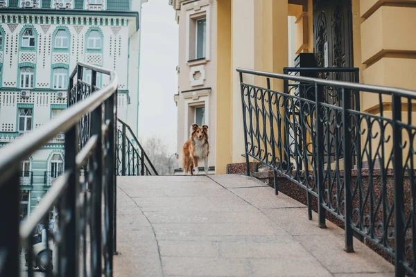 愛らしいシェットランド シープドッグ シェルティー犬 を屋外に立っています — ストック写真