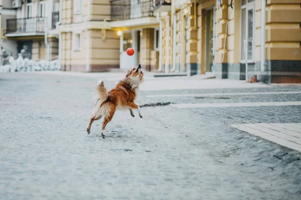 Állandó Szabadtéri Imádnivaló Shetlandi Juhászkutya Menedék Kutya — Stock Fotó