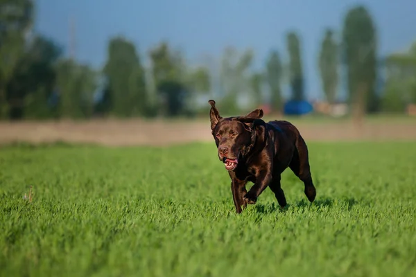 Labrador Retriever Dog running on the field