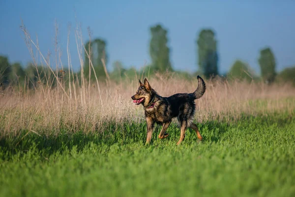 Labrador Retriever Hund Körs Fältet — Stockfoto