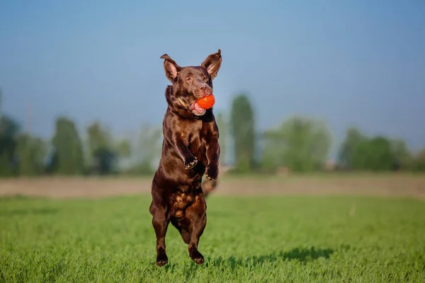 Pies Labrador Retriever Uruchomiona Polu — Zdjęcie stockowe