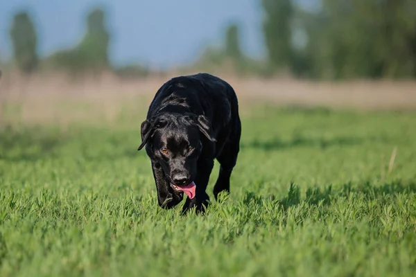 Labrador Retriever Dog Correndo Campo — Fotografia de Stock