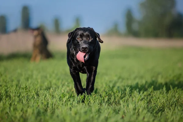 Labrador Retriever Hund Körs Fältet — Stockfoto