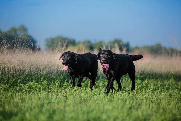 Pies Labrador Retriever Uruchomiona Polu — Zdjęcie stockowe