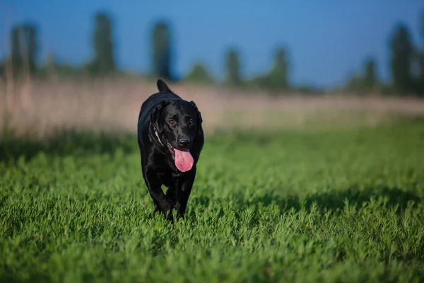 Labrador Retriever Dog Correndo Campo — Fotografia de Stock