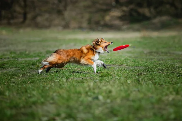 Border Ποιμενικού Σκύλου Σκύλος Παίζει Εξωτερικούς Χώρους — Φωτογραφία Αρχείου