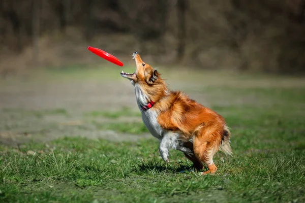Собака Бордер Колли Играет Улице — стоковое фото