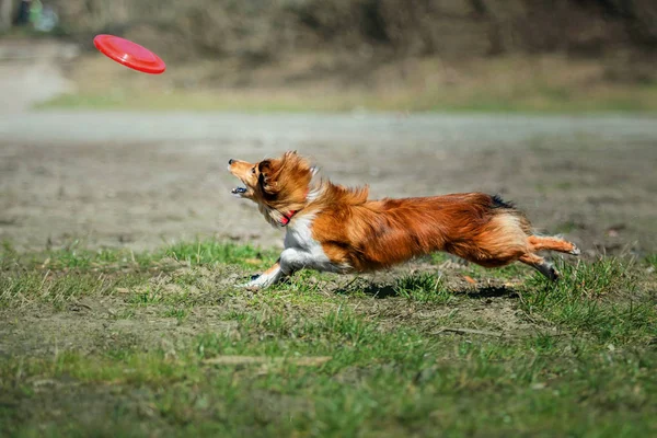 Border Collie Dog Playing Outdoors — Stock Photo, Image