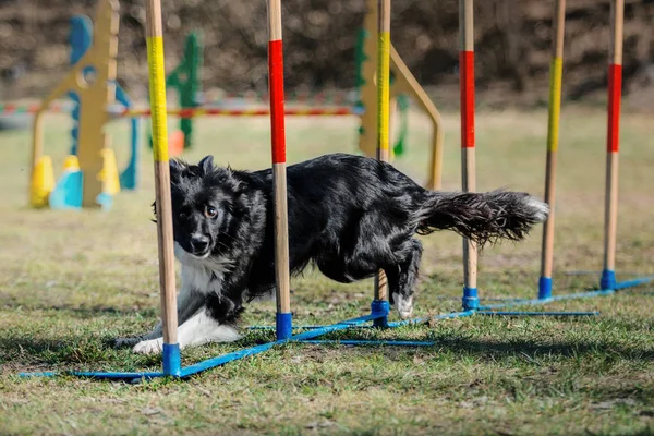 Border Collie Dressage Chiens Plein Air — Photo