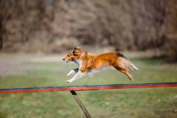 Perbatasan Collie Dog Training Outdoors — Stok Foto