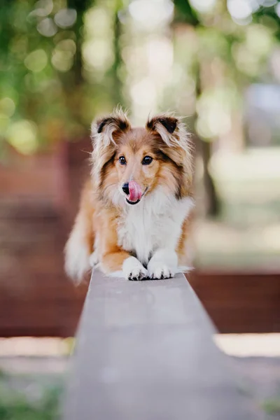 Suloinen Shetland Lammaskoira Sheltie Koira Seisoo Ulkona — kuvapankkivalokuva