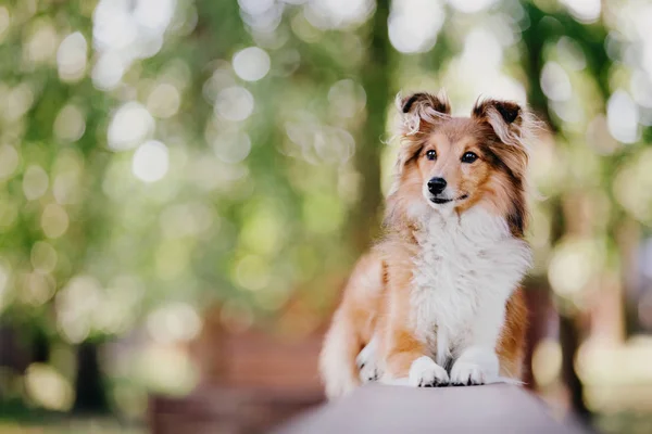 Urocza Owczarek Szetlandzki Sheltie Pies Stojąc Zewnątrz — Zdjęcie stockowe