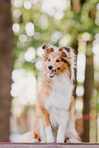 Adorable Perro Pastor Shetland Perro Sheltie Pie Aire Libre —  Fotos de Stock