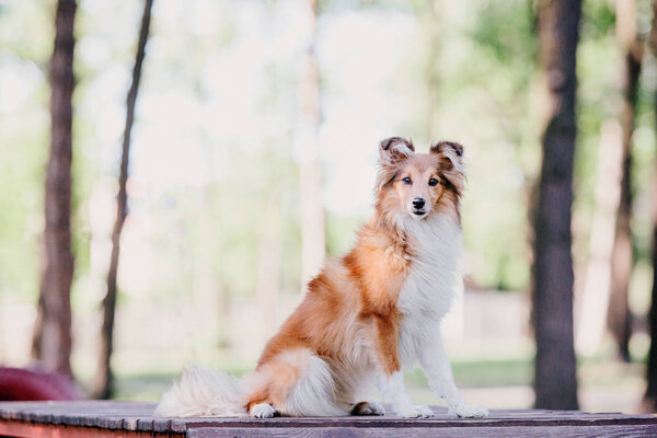 Adorable shetland sheepdog (sheltie dog) standing on outdoor