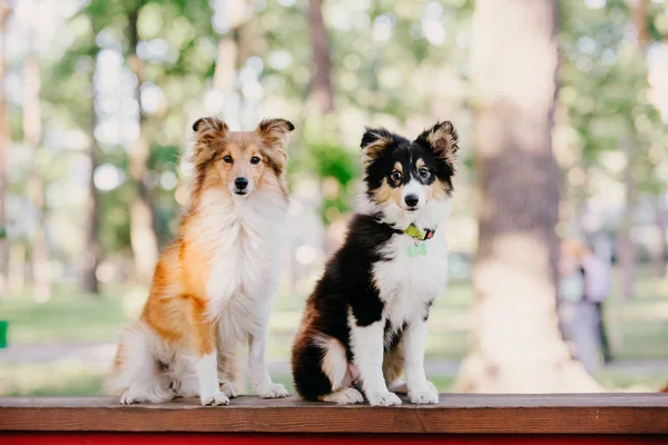 Belo Retrato Shetland Sheepdog — Fotografia de Stock