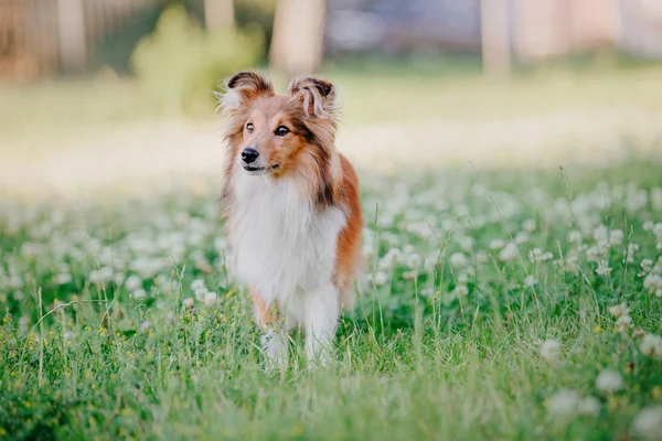 Urocza Owczarek Szetlandzki Sheltie Pies Stojąc Zewnątrz — Zdjęcie stockowe