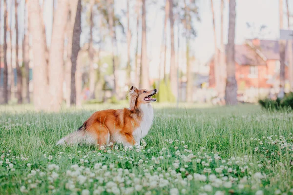 Очаровательная Овчарка Собака Приют Стоит Открытом Воздухе — стоковое фото