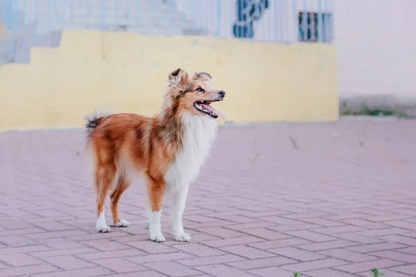 Suloinen Shetland Lammaskoira Sheltie Koira Seisoo Ulkona — kuvapankkivalokuva