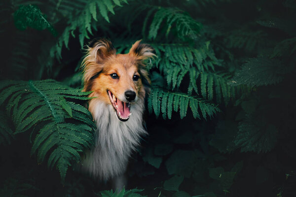 Adorable shetland sheepdog (sheltie dog) standing on outdoor