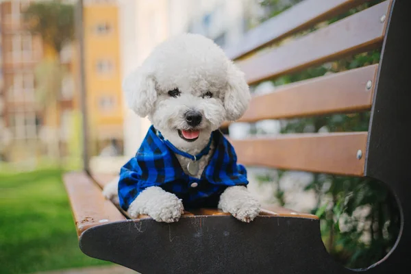 Σκύλος Frize Bichon Κοντινό Πορτρέτο — Φωτογραφία Αρχείου