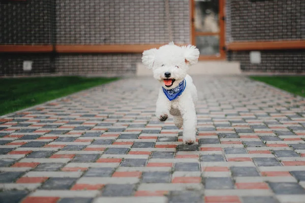 Σκύλος Frize Bichon Κοντινό Πορτρέτο — Φωτογραφία Αρχείου